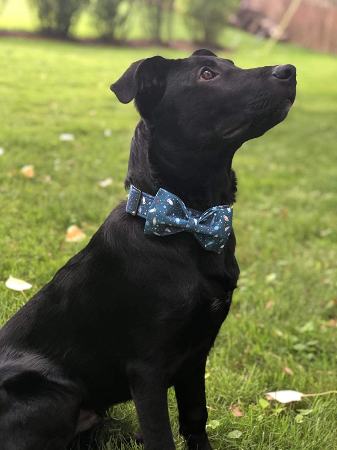 Dog Collar with Bow, Cotton &amp; Webbing, Bowtie Dog Collar, Adjustable Dog Collars for Small Medium Large Dogs and Cats