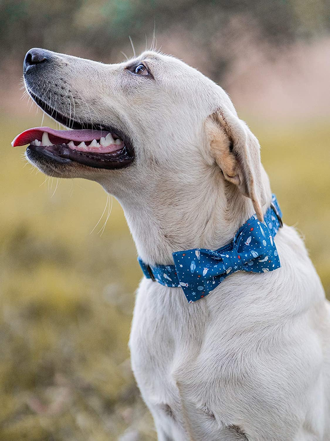 Dog Collar with Bow, Cotton &amp; Webbing, Bowtie Dog Collar, Adjustable Dog Collars for Small Medium Large Dogs and Cats