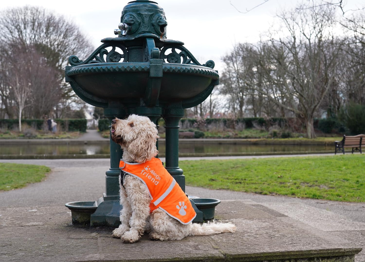Reflective Dog Vest. Hi-Visibility, Oxford 300D Waterproof Blaze Orange Dog Vest Helps Protect Your Best Friend. Safeguard Your PUP from Motorists &amp; Hunting Accidents, on or off Leash