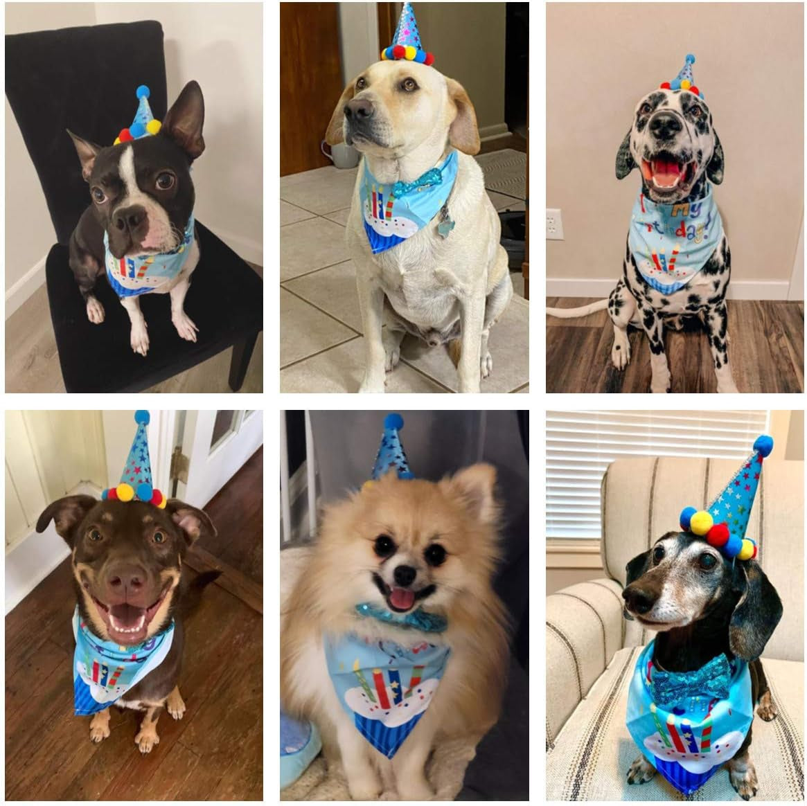 Dog Birthday Bandana Scarf and Blue Boy Pet