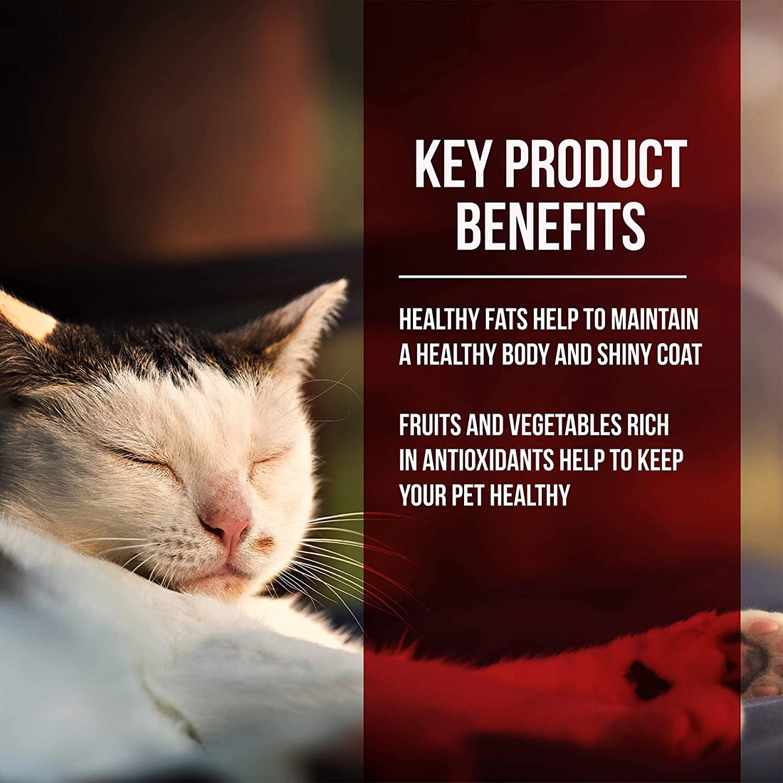 Market Fresh Chicken &amp; Turkey Meal Formula Grain-Free Dry Cat Food 10Lb