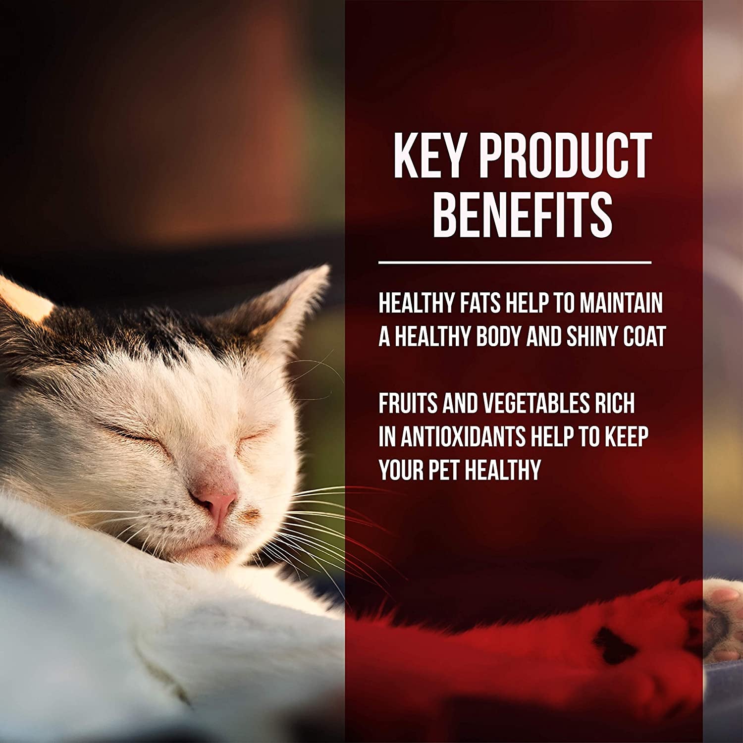 Market Fresh Chicken &amp; Turkey Meal Formula Grain-Free Dry Cat Food 10Lb