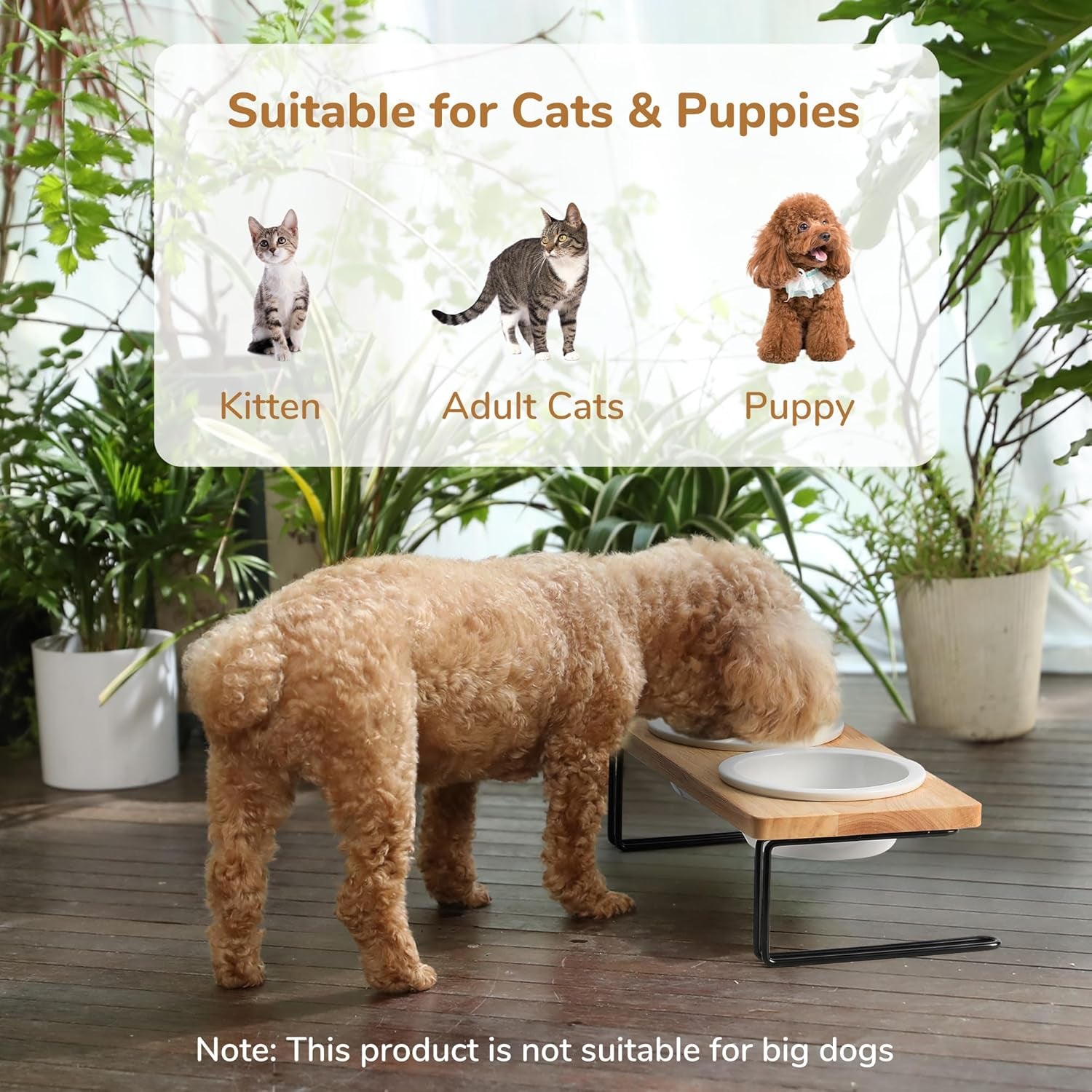 Elevated Cat Ceramic Bowls